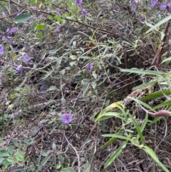 Solanum celatum at Bungonia, NSW - 6 Aug 2023