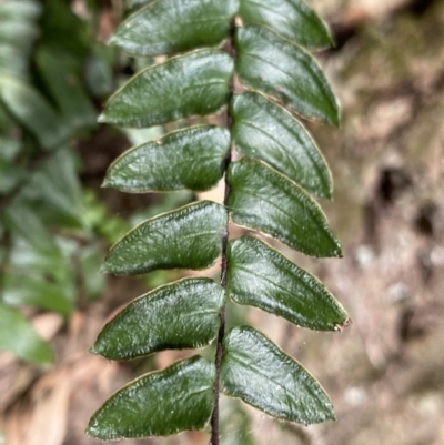 Pellaea nana (Dwarf Sickle Fern) at Bungonia National Park - 6 Aug 2023 by Ned_Johnston
