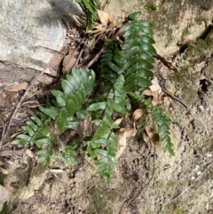 Pellaea nana at Bungonia, NSW - 6 Aug 2023