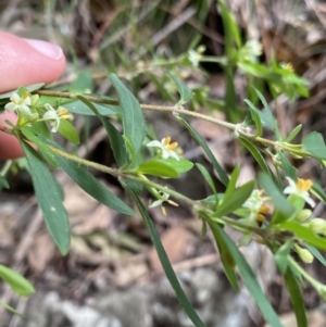 Pimelea axiflora subsp. pubescens at Bungonia, NSW - suppressed