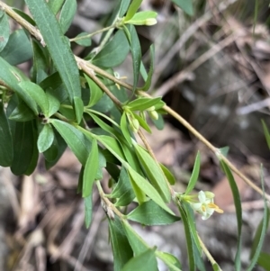 Pimelea axiflora subsp. pubescens at Bungonia, NSW - suppressed