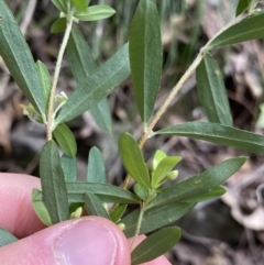 Pimelea axiflora subsp. pubescens at Bungonia, NSW - 6 Aug 2023