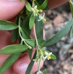 Pimelea axiflora subsp. pubescens at Bungonia, NSW - 6 Aug 2023