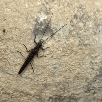 Illiesoperla sp. (genus) (A stonefly) at Marulan, NSW - 6 Aug 2023 by NedJohnston