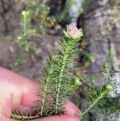 Ozothamnus diosmifolius (Rice Flower, White Dogwood, Sago Bush) at Bungonia, NSW - 6 Aug 2023 by NedJohnston