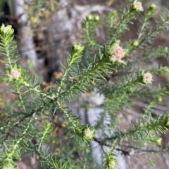 Ozothamnus diosmifolius at Bungonia, NSW - 6 Aug 2023