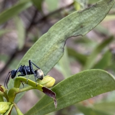 Polyrhachis ammon (Golden-spined Ant, Golden Ant) at Bungonia National Park - 6 Aug 2023 by Ned_Johnston