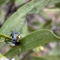 Polyrhachis ammon at Bungonia, NSW - 6 Aug 2023