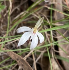 Caladenia fuscata (Dusky Fingers) at Canberra Central, ACT - 27 Aug 2023 by Ned_Johnston