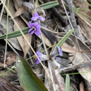Hovea heterophylla at Canberra Central, ACT - 27 Aug 2023