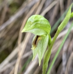 Bunochilus umbrinus (Broad-sepaled Leafy Greenhood) at Black Mountain - 27 Aug 2023 by Ned_Johnston