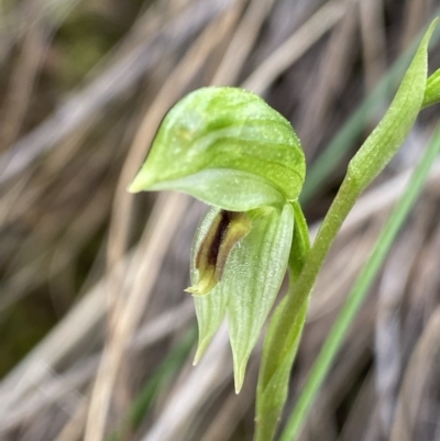 Bunochilus umbrinus (ACT) = Pterostylis umbrina (NSW) (Broad-sepaled Leafy Greenhood) by NedJohnston