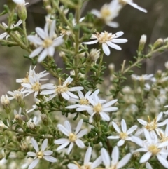 Olearia microphylla (Olearia) at Canberra Central, ACT - 27 Aug 2023 by Ned_Johnston