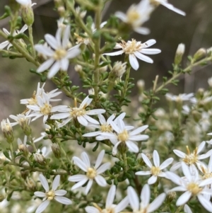 Olearia microphylla at Canberra Central, ACT - 27 Aug 2023