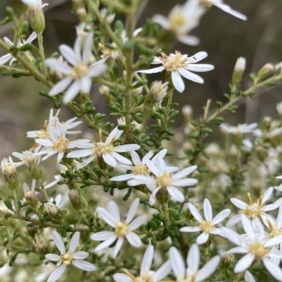 Olearia microphylla (Olearia) at Black Mountain - 27 Aug 2023 by Ned_Johnston