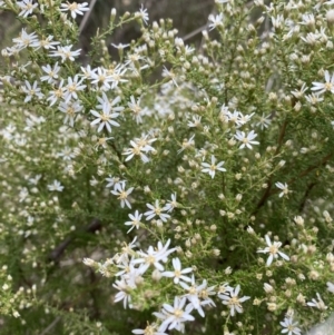 Olearia microphylla at Canberra Central, ACT - 27 Aug 2023