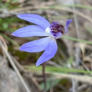 Cyanicula caerulea at Canberra Central, ACT - 27 Aug 2023