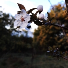 Prunus cerasifera (Cherry Plum) at Wanniassa Hill - 28 Aug 2023 by KumikoCallaway