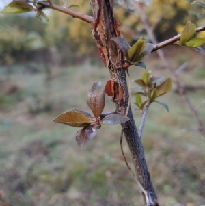 Prunus cerasifera at Fadden, ACT - 29 Aug 2023