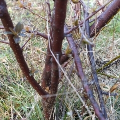 Prunus cerasifera at Fadden, ACT - 29 Aug 2023