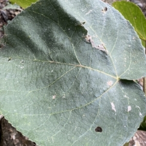 Dendrocnide excelsa at Bungonia, NSW - 6 Aug 2023