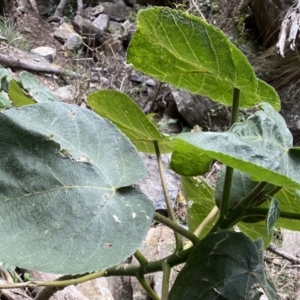 Dendrocnide excelsa at Bungonia, NSW - 6 Aug 2023