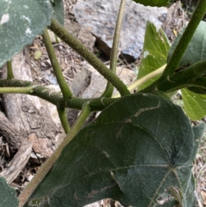 Dendrocnide excelsa at Bungonia, NSW - 6 Aug 2023