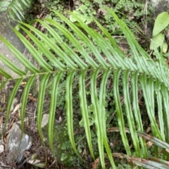 Pteris vittata (Chinese Brake, Ladder Brake) at Bungonia, NSW - 6 Aug 2023 by Ned_Johnston