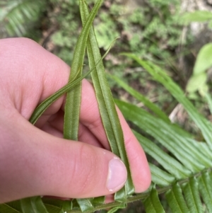 Pteris vittata at suppressed - 6 Aug 2023