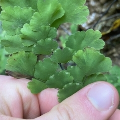 Adiantum capillus-veneris at Bungonia, NSW - 29 Aug 2023