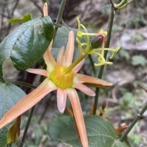 Passiflora herbertiana subsp. herbertiana at Bungonia, NSW - 6 Aug 2023 12:54 PM