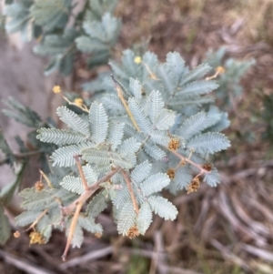 Acacia baileyana at Canberra Central, ACT - 26 Aug 2023