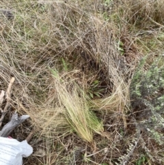 Nassella trichotoma (Serrated Tussock) at Mount Majura - 28 Aug 2023 by waltraud