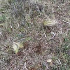 Nassella trichotoma (Serrated Tussock) at Mount Majura - 28 Aug 2023 by waltraud