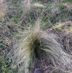 Nassella trichotoma (Serrated Tussock) at The Fair, Watson - 28 Aug 2023 by waltraud