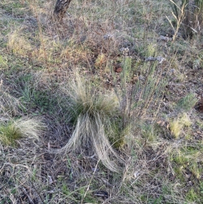 Nassella trichotoma (Serrated Tussock) at The Fair, Watson - 28 Aug 2023 by waltraud