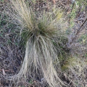 Nassella trichotoma at Watson, ACT - 28 Aug 2023 05:20 PM