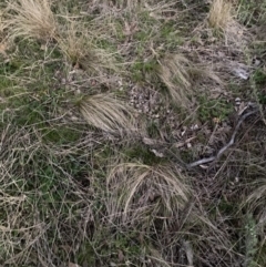 Nassella trichotoma (Serrated Tussock) at The Fair, Watson - 28 Aug 2023 by waltraud