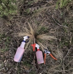 Nassella trichotoma at Watson, ACT - 28 Aug 2023