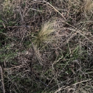 Nassella trichotoma at Watson, ACT - 28 Aug 2023