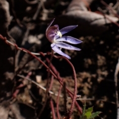 Cyanicula caerulea (Blue Fingers, Blue Fairies) at Aranda Bushland - 24 Aug 2023 by CathB