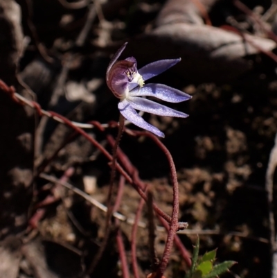 Cyanicula caerulea (Blue Fingers, Blue Fairies) at Belconnen, ACT - 24 Aug 2023 by CathB