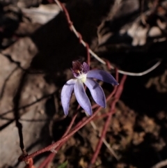 Cyanicula caerulea at Belconnen, ACT - 24 Aug 2023