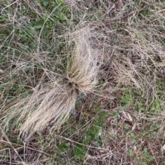 Nassella trichotoma (Serrated Tussock) at The Fair, Watson - 28 Aug 2023 by waltraud