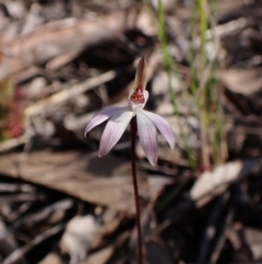 Caladenia fuscata (Dusky Fingers) at Belconnen, ACT - 24 Aug 2023 by CathB