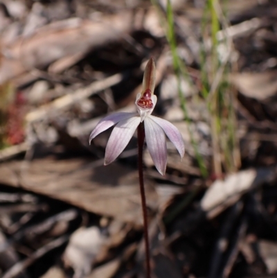 Caladenia fuscata (Dusky Fingers) at Aranda Bushland - 24 Aug 2023 by CathB