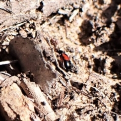 Monolepta sp. (genus) (Leaf beetle) at Aranda Bushland - 24 Aug 2023 by CathB