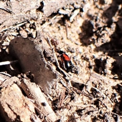 Monolepta sp. (genus) (Leaf beetle) at Aranda Bushland - 24 Aug 2023 by CathB