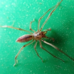 Cheiracanthium sp. (genus) (Unidentified Slender Sac Spider) at Cook, ACT - 22 Aug 2023 by CathB