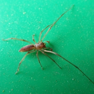 Cheiracanthium sp. (genus) at Cook, ACT - suppressed